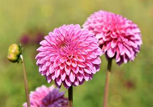 dahlia